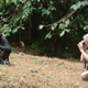 Image for article titled Some apes Jane Goodall studied fought a years-long war